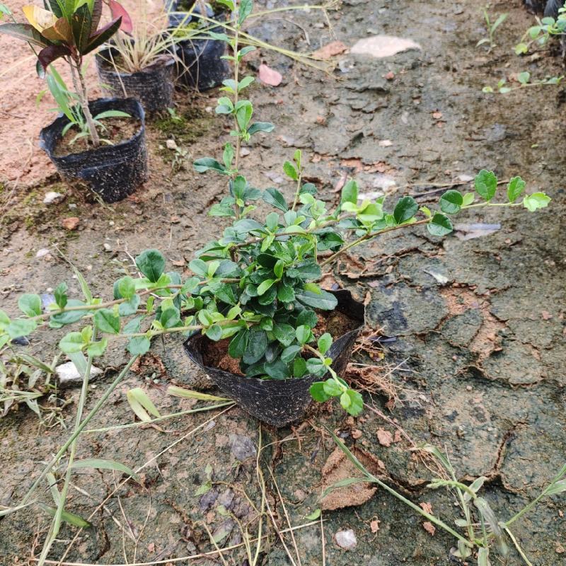 5斤袋大叶龙船花，枝条多，品质好，价格优惠，诚信经营，