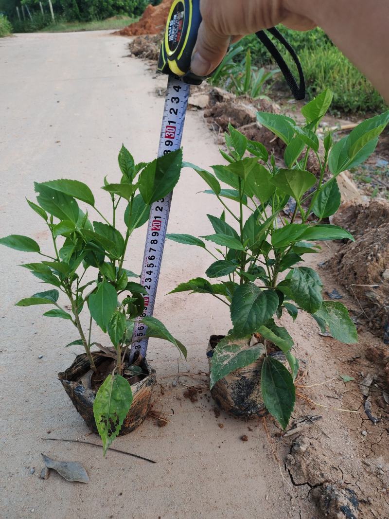 5斤袋大叶龙船花，枝条多，品质好，价格优惠，诚信经营，