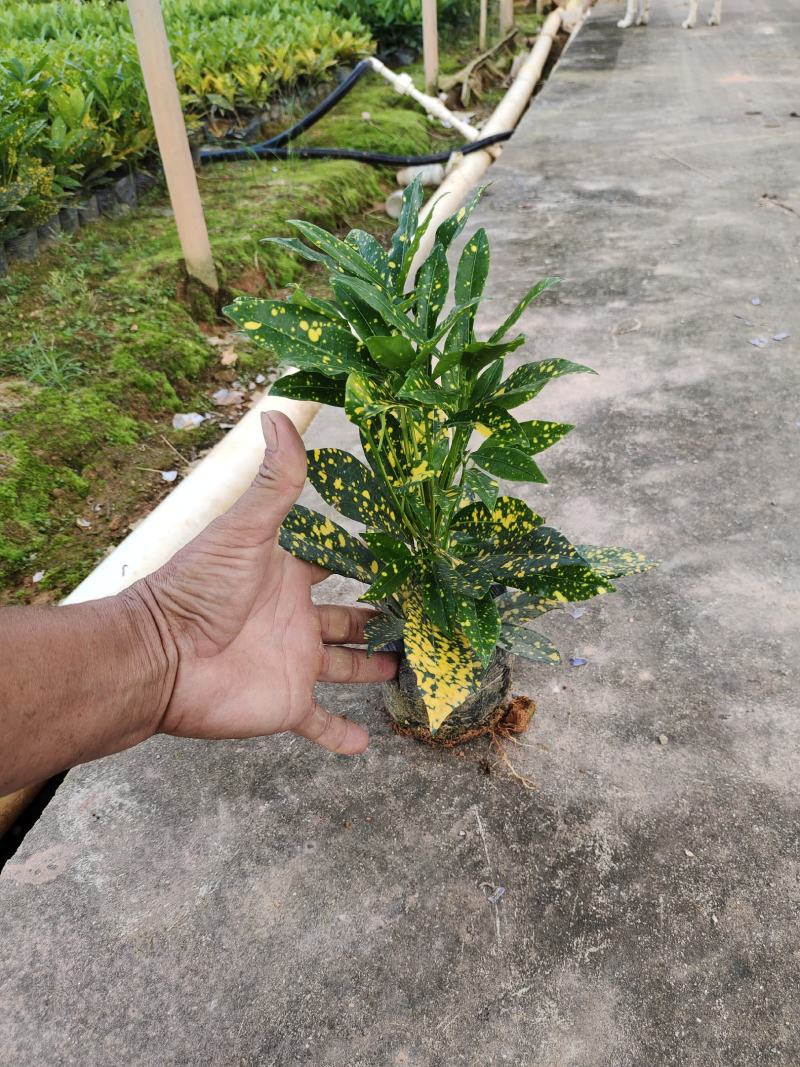 5斤袋大叶龙船花，枝条多，品质好，价格优惠，诚信经营，