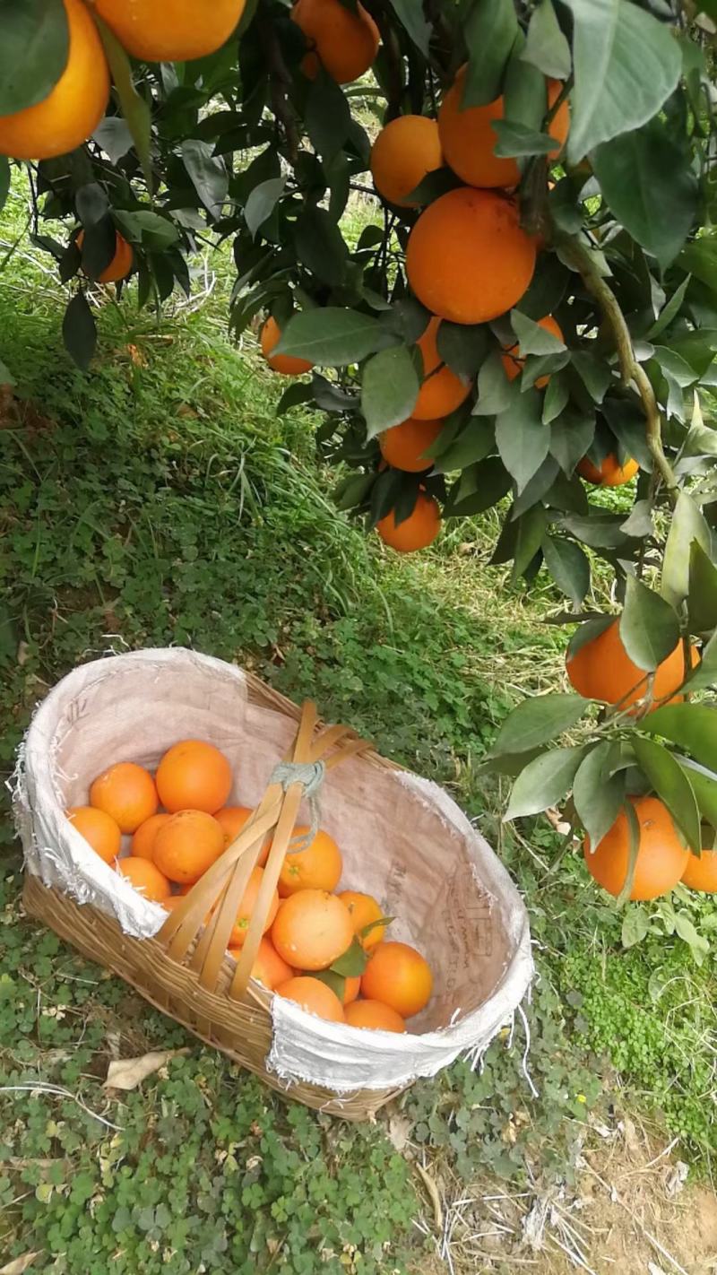 湖北秭归纽荷尔脐橙产地直供果面光滑橙红色肉质脆嫩化渣