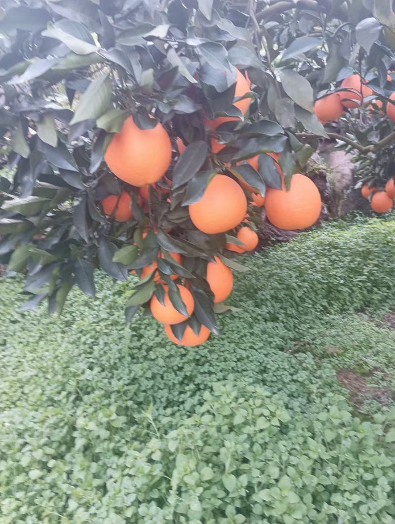 湖北秭归纽荷尔脐橙产地直供果面光滑橙红色肉质脆嫩化渣