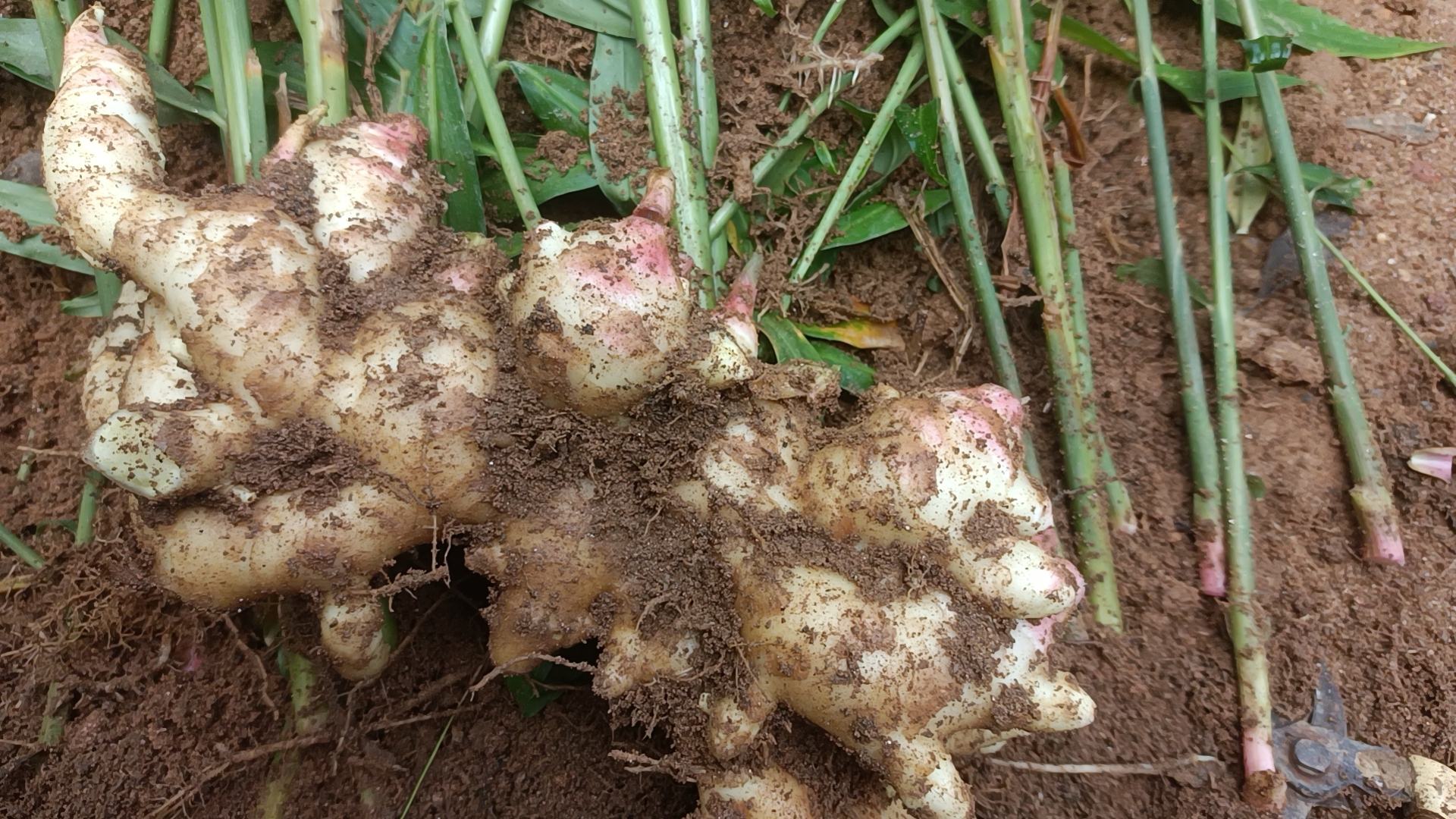 生姜收获时的出土图,显示生姜块茎埋在土壤中的状态 生姜块茎出土图