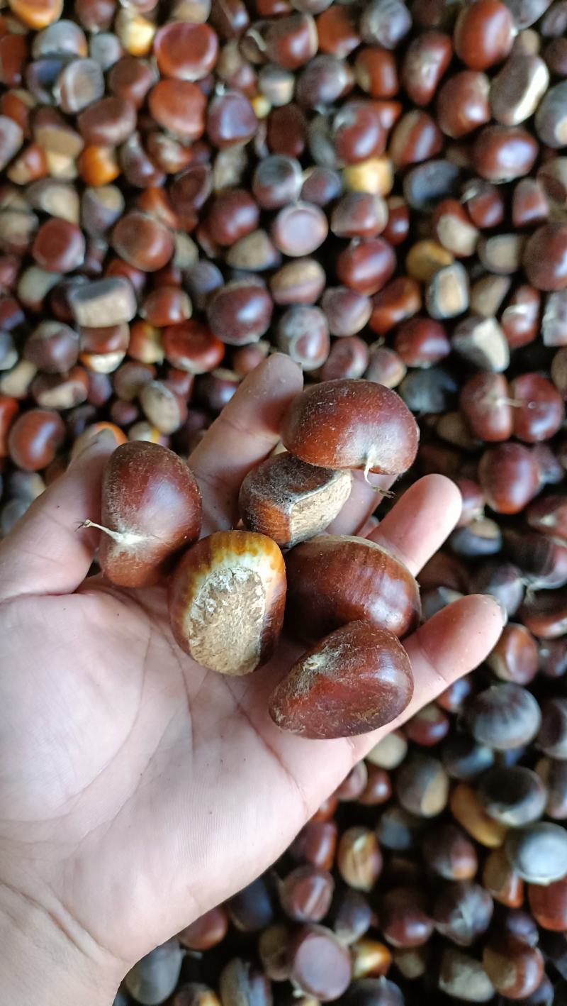 板栗，老树油栗，各种规格