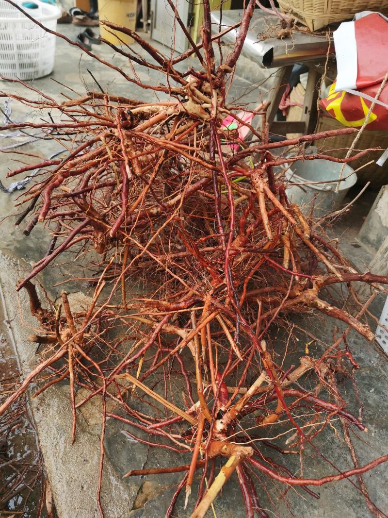 桃金娘根岗菍稔子树山稔子中药材中草药原料