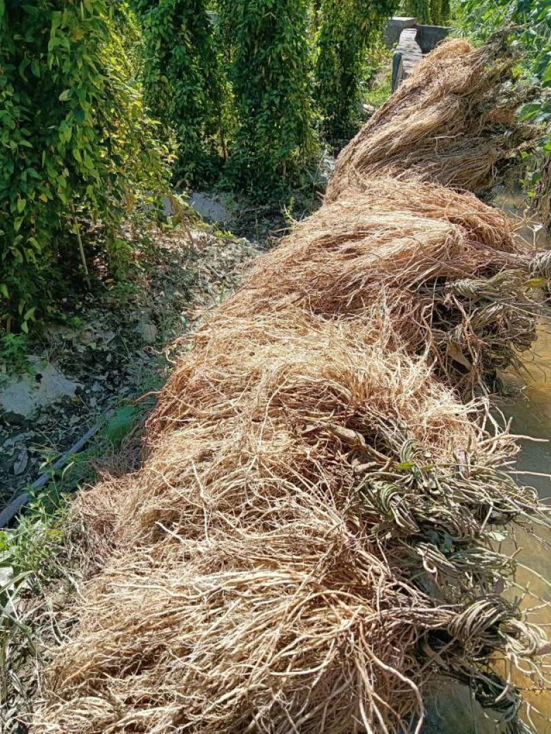 百条根徐长卿老君须产地直销一手货源足干货一年四季现挖现卖