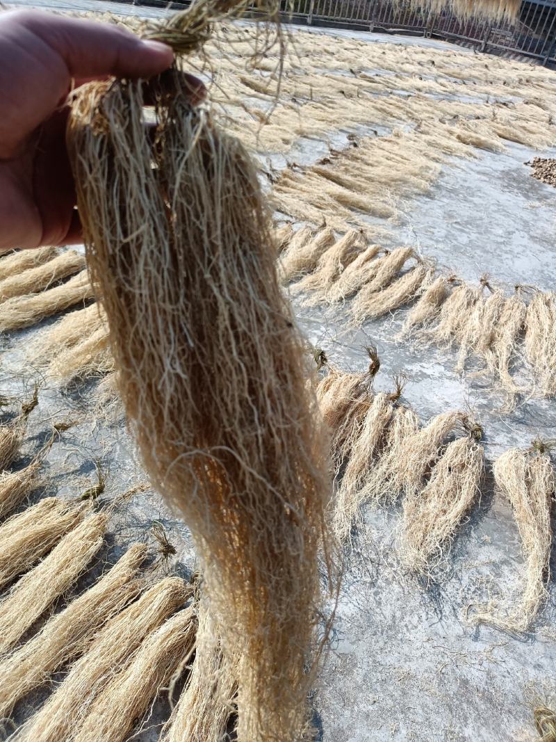 百条根徐长卿老君须产地直销一手货源足干货一年四季现挖现卖