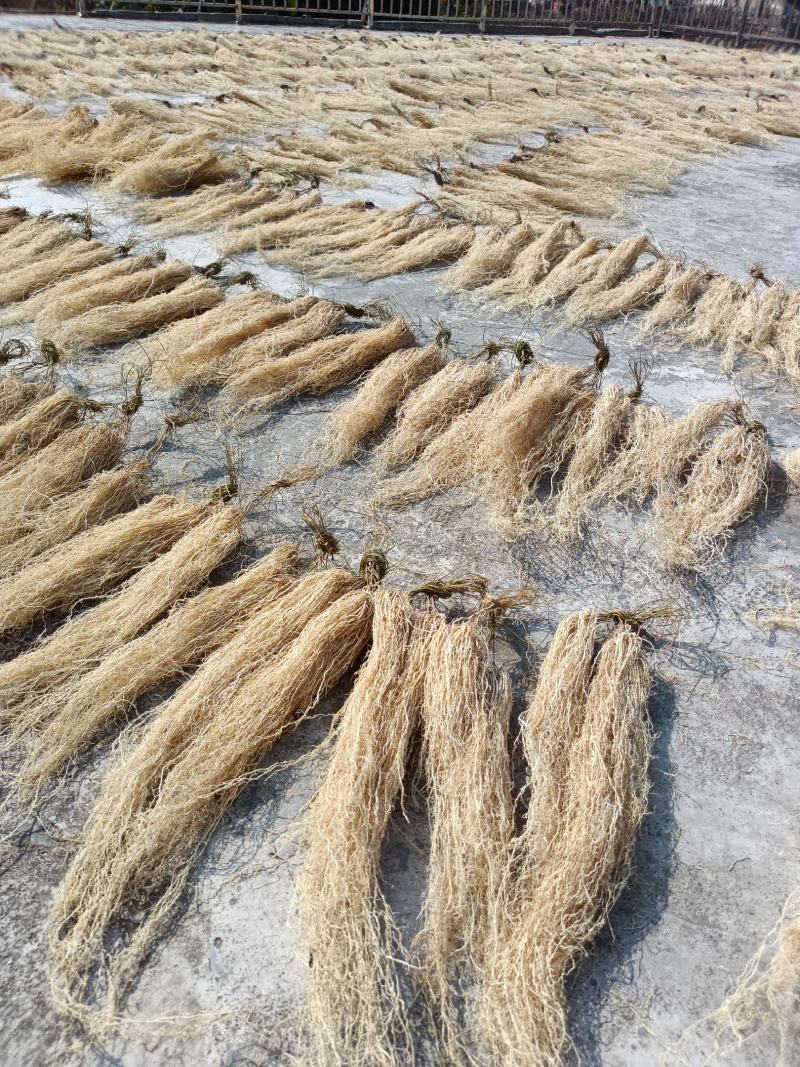 百条根徐长卿老君须产地直销一手货源足干货一年四季现挖现卖