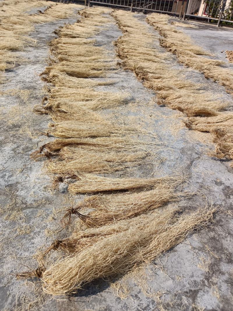 百条根徐长卿老君须产地直销一手货源足干货一年四季现挖现卖