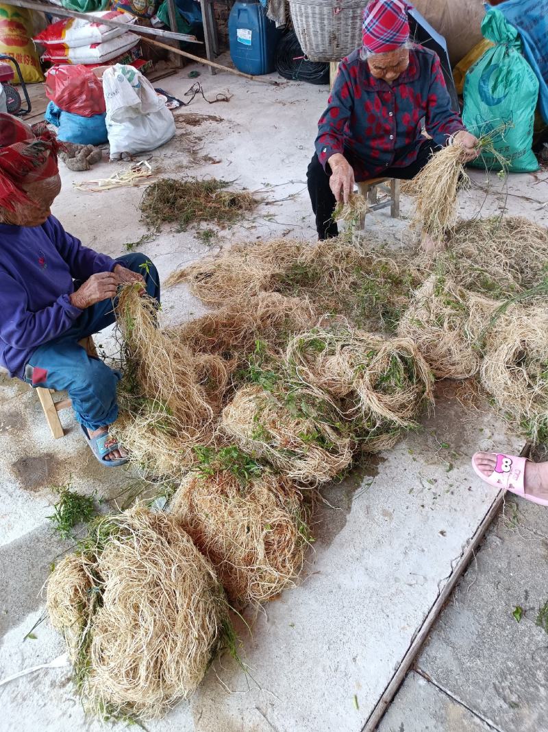 百条根徐长卿老君须产地直销一手货源足干货一年四季现挖现卖