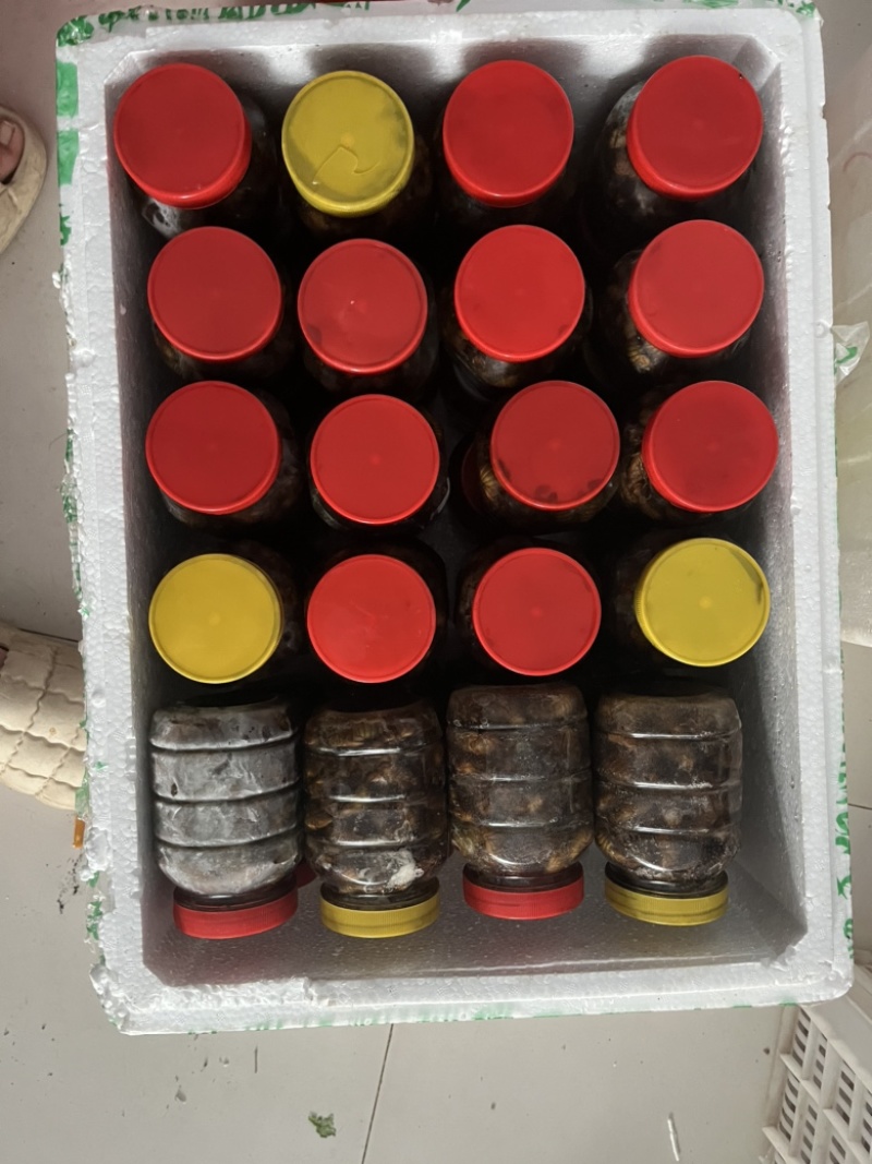 杜仲金蝉支持一件代发0.5/只