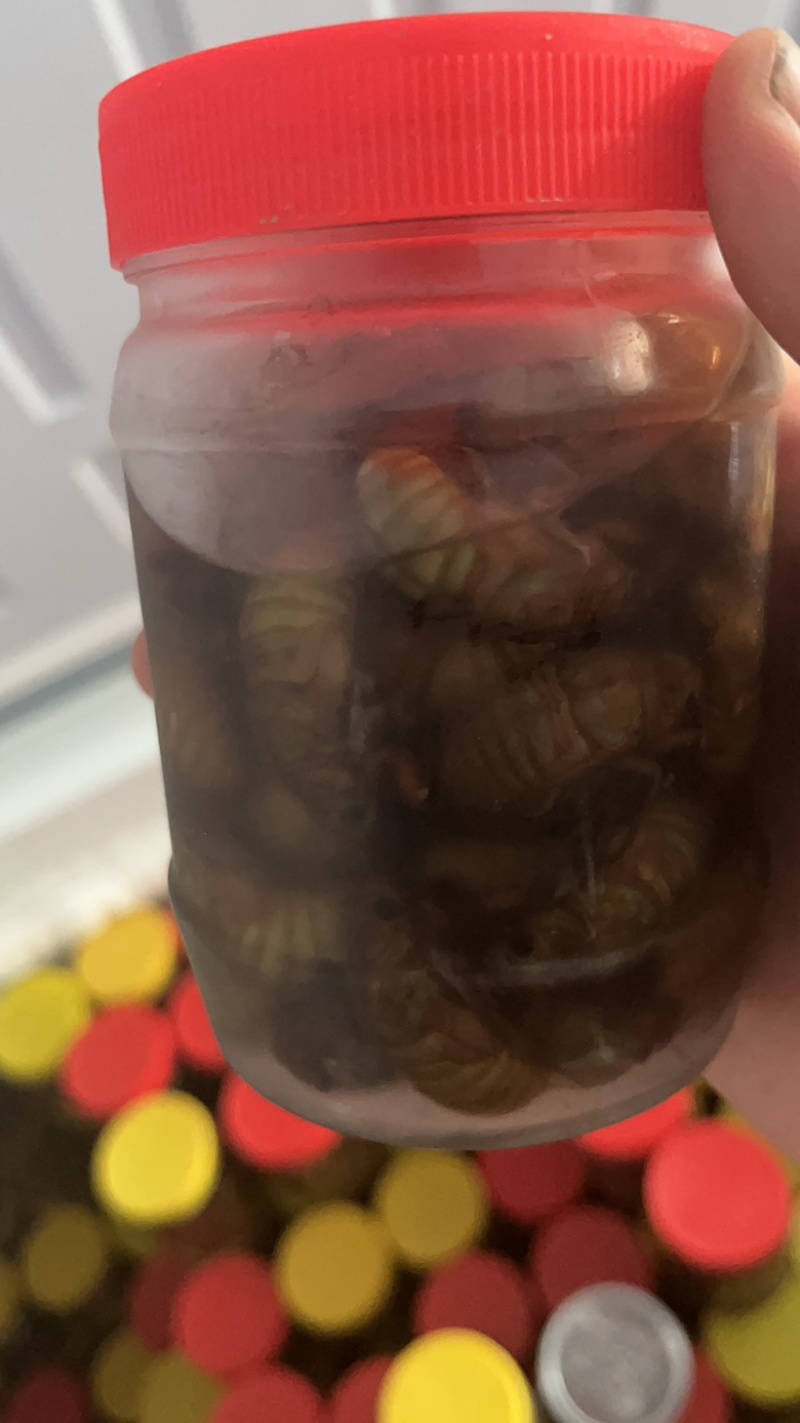 杜仲金蝉支持一件代发0.5/只