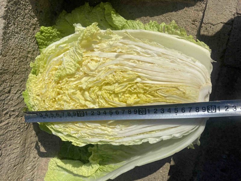 杠菜大黄心30公分