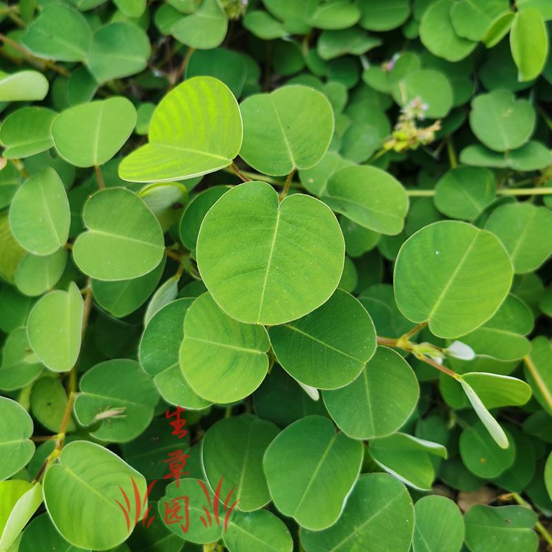 广金钱草中药材中草药原料批发