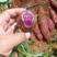 建水高原蜜薯西瓜红，红皮王，紫薯大量有货……