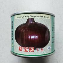 紫皮洋葱种子日本紫宝圆冠葱种子高产进口玉葱早熟基地种子