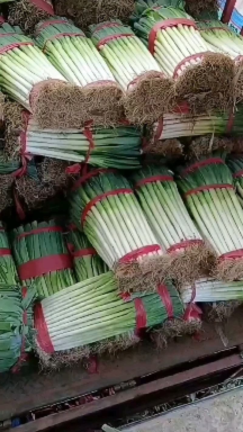 互助刚葱
