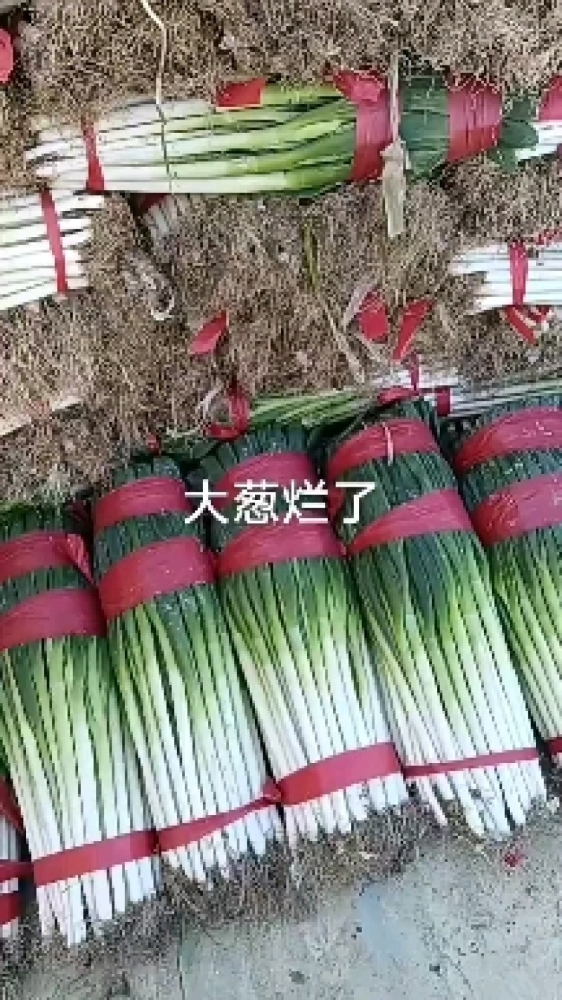 互助刚葱