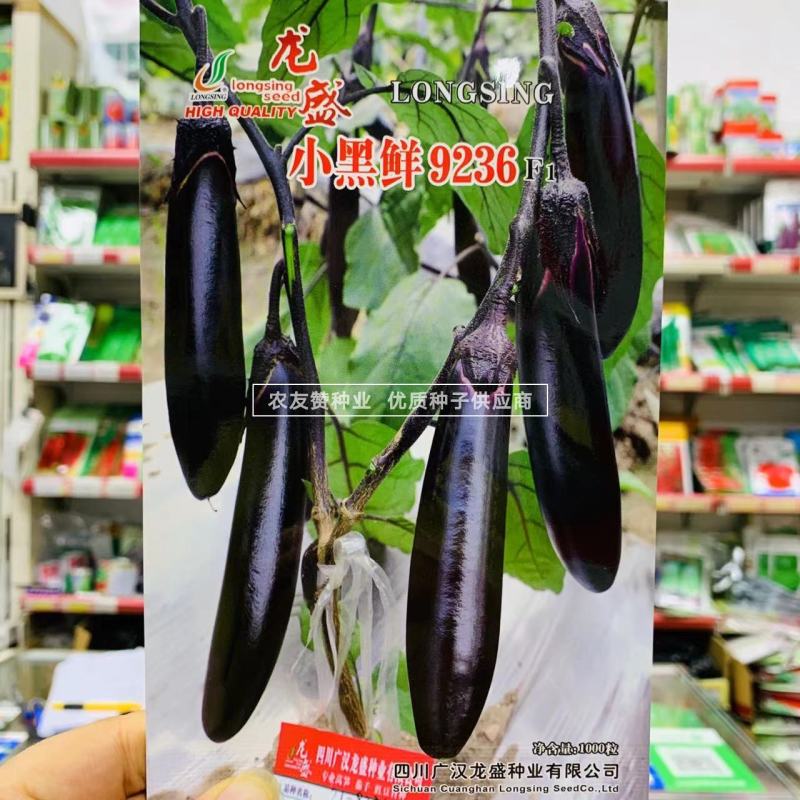 北方黑小棒茄种子龙盛小黑鲜9236早熟小茄子种子油黑光亮