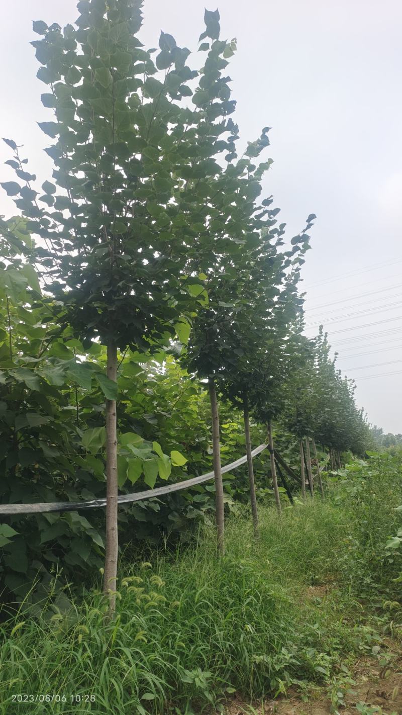 欧洲小叶椴绿塔