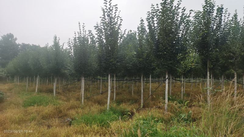欧洲小叶椴绿塔