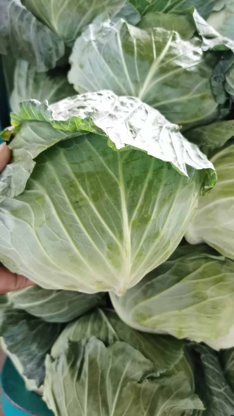 河南扁包菜大量上市中，质量保证，价格低，诚信经营