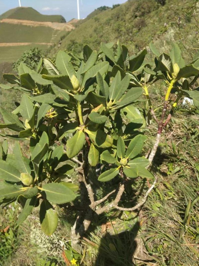 杜鹃桩