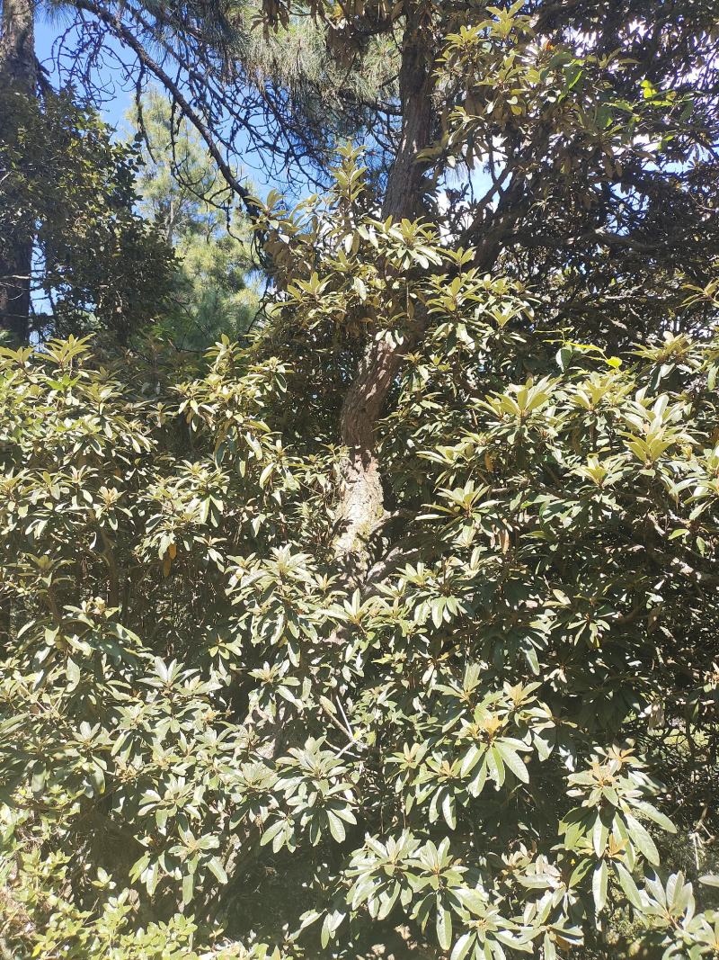 杜鹃桩