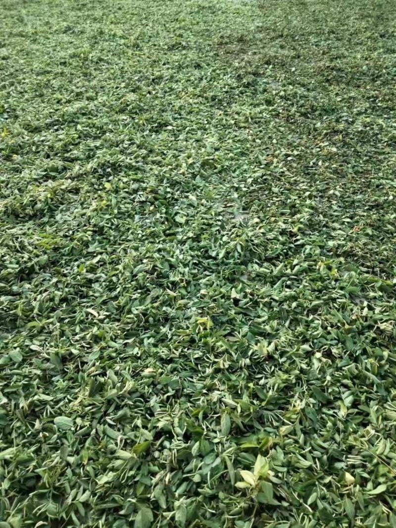 金银花，甘肃1600米高原产，已种植5年未使用任何农药