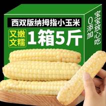 云南西双版纳母指拇指小玉米迷你白糯玉米老品种袖珍手指香糯