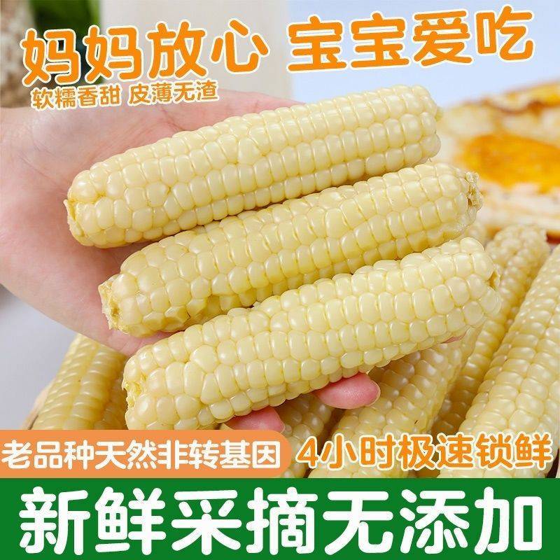 云南西双版纳母指拇指小玉米迷你白糯玉米老品种袖珍手指香糯