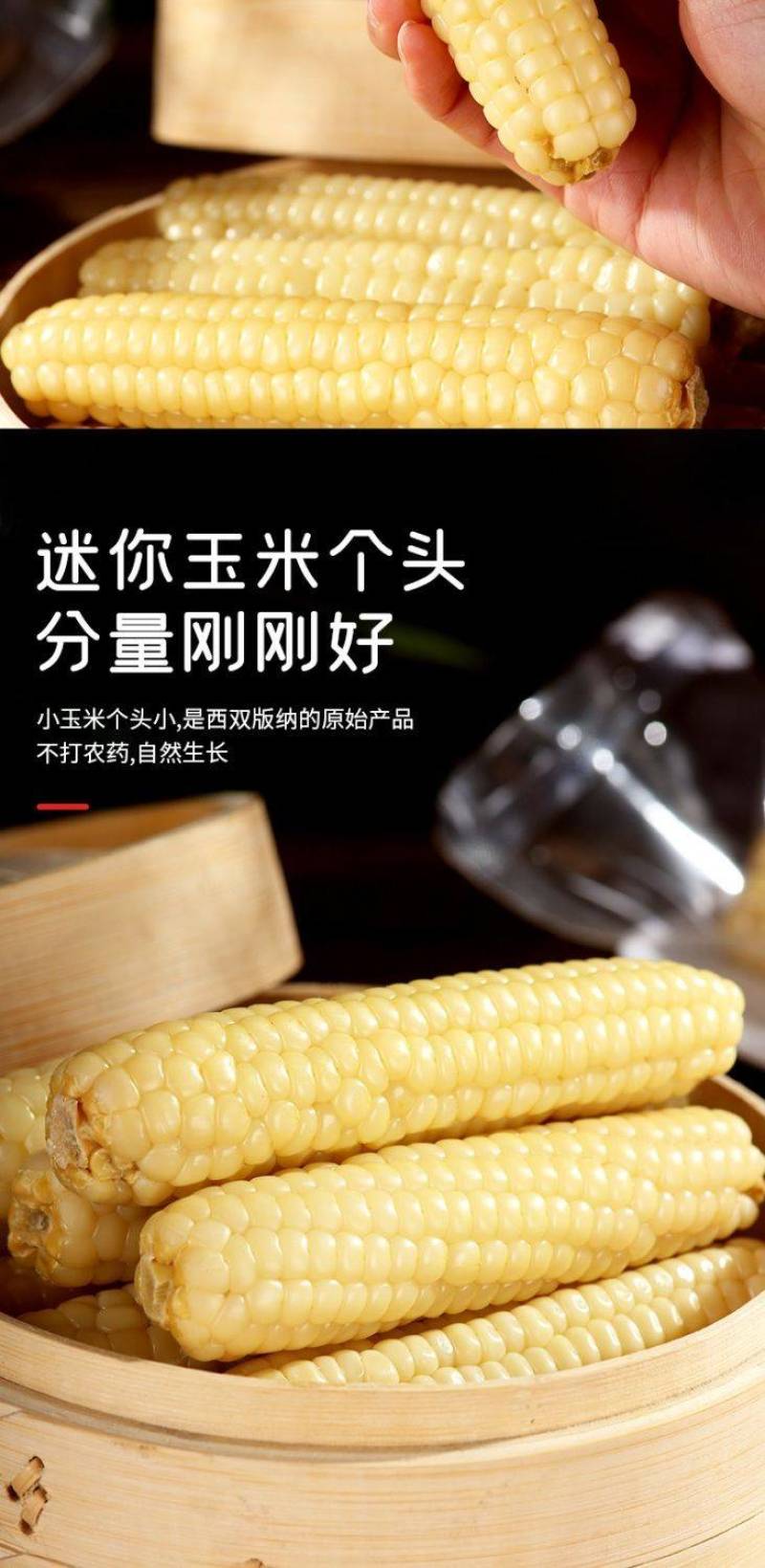 云南西双版纳母指拇指小玉米迷你白糯玉米老品种袖珍手指香糯
