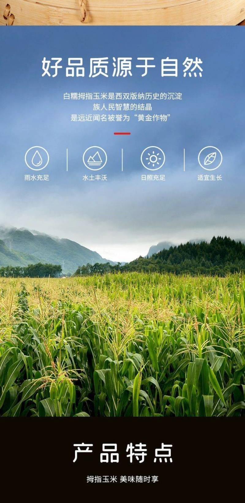 云南西双版纳母指拇指小玉米迷你白糯玉米老品种袖珍手指香糯