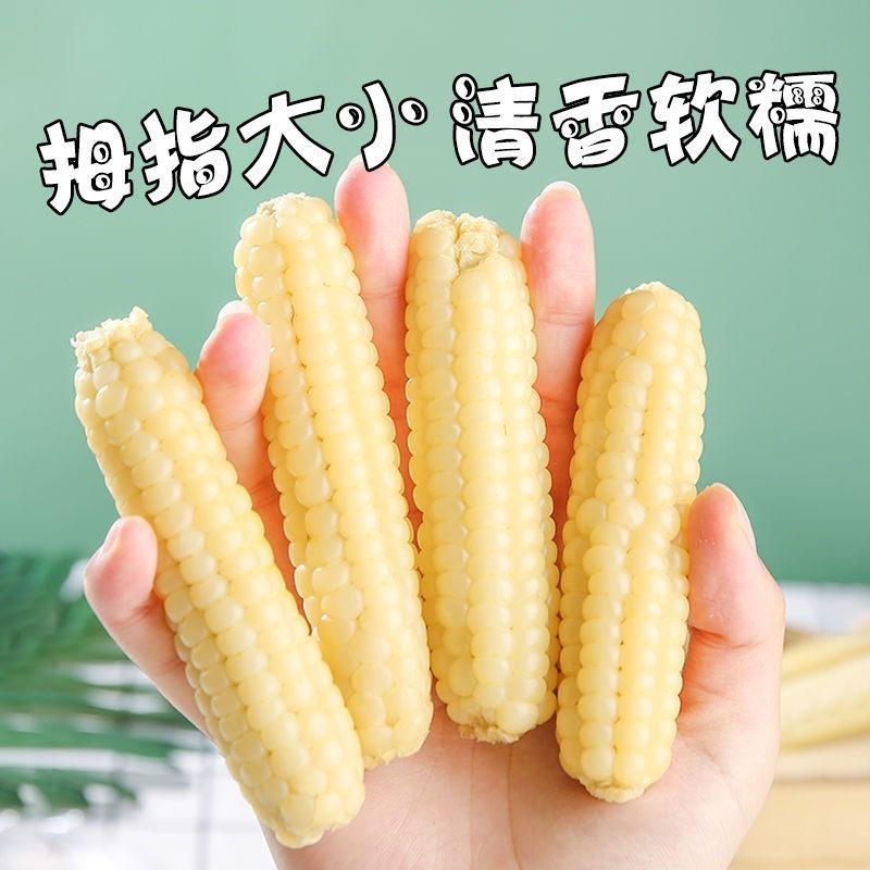 云南西双版纳母指拇指小玉米迷你白糯玉米老品种袖珍手指香糯