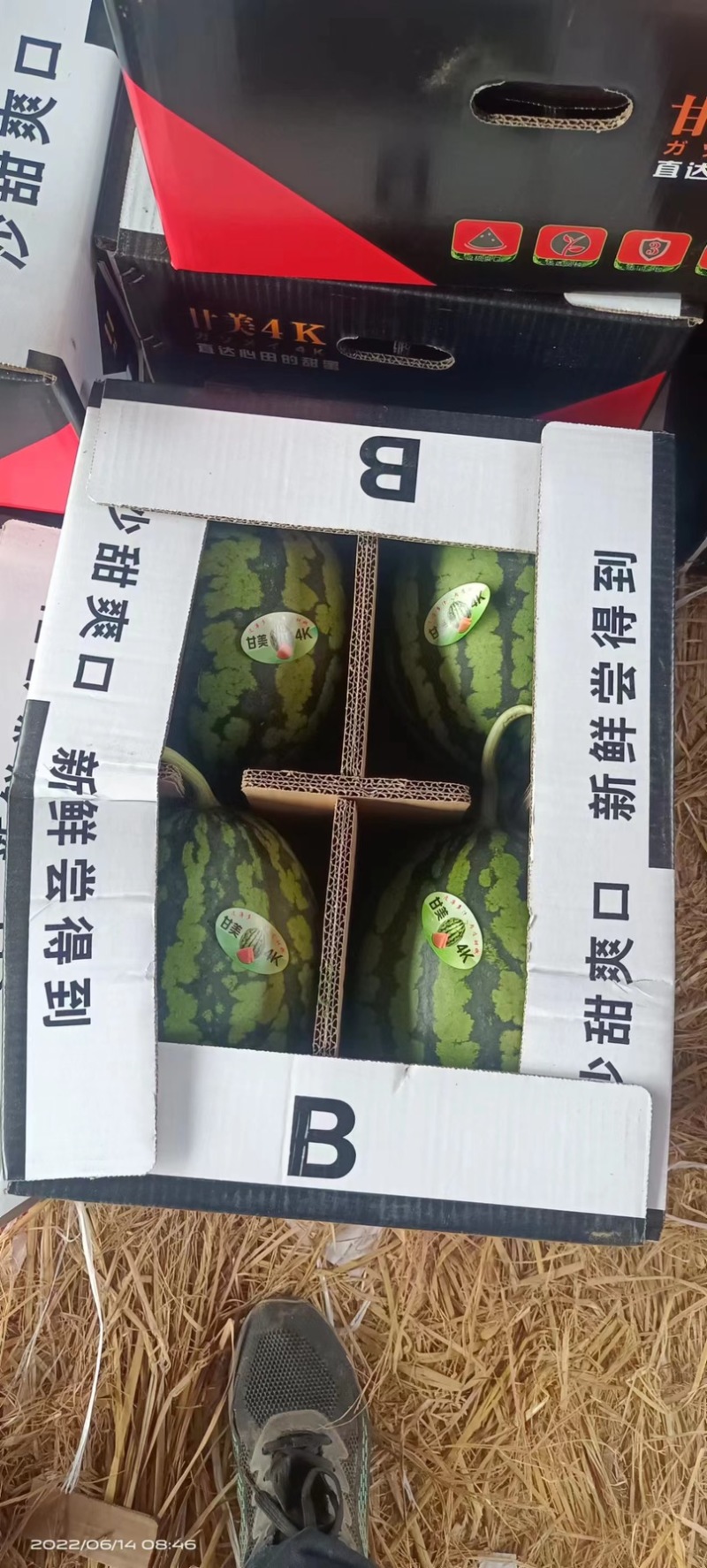 甘美4k西瓜，4k西瓜，糖度12个左右，个头5到8斤
