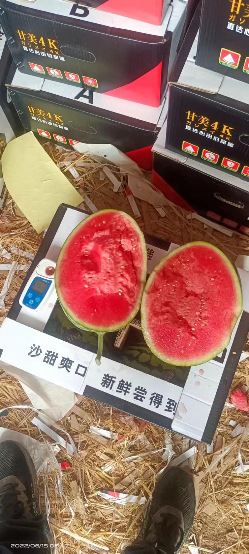 甘美4k西瓜，4k西瓜，糖度12个左右，个头5到8斤