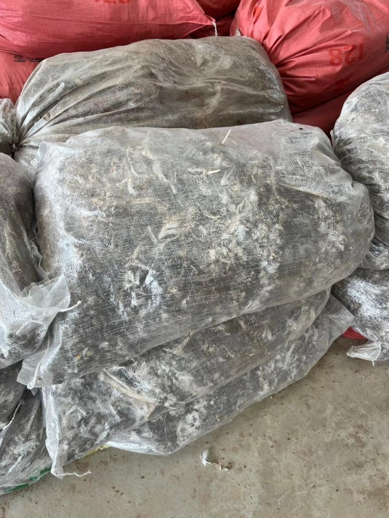 直销鸽粪