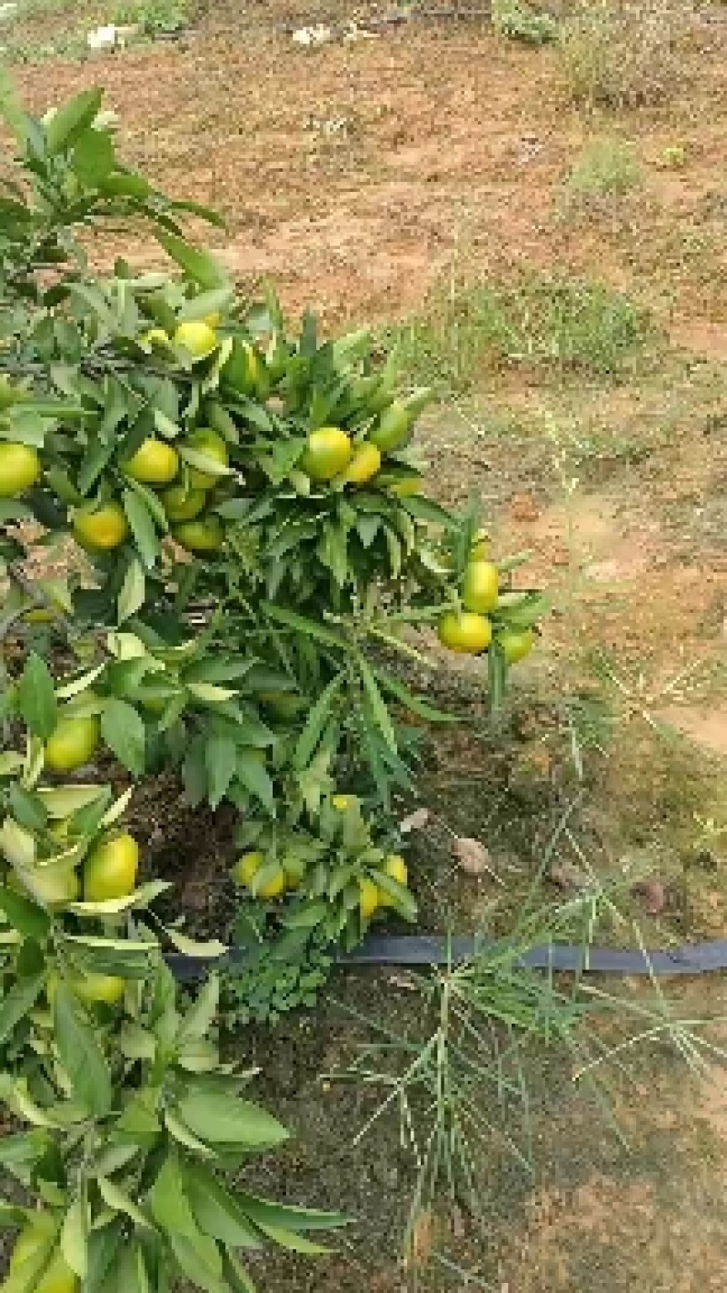 回龙圩特早蜜橘价格公道果园现摘保质保量可视频看货欢迎电联