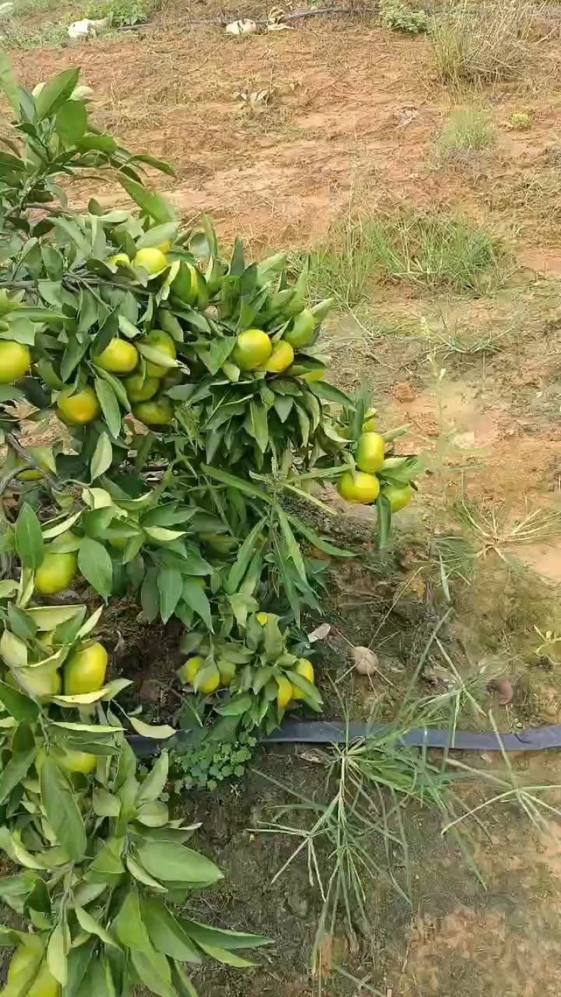回龙圩特早蜜橘价格公道果园现摘保质保量可视频看货欢迎电联