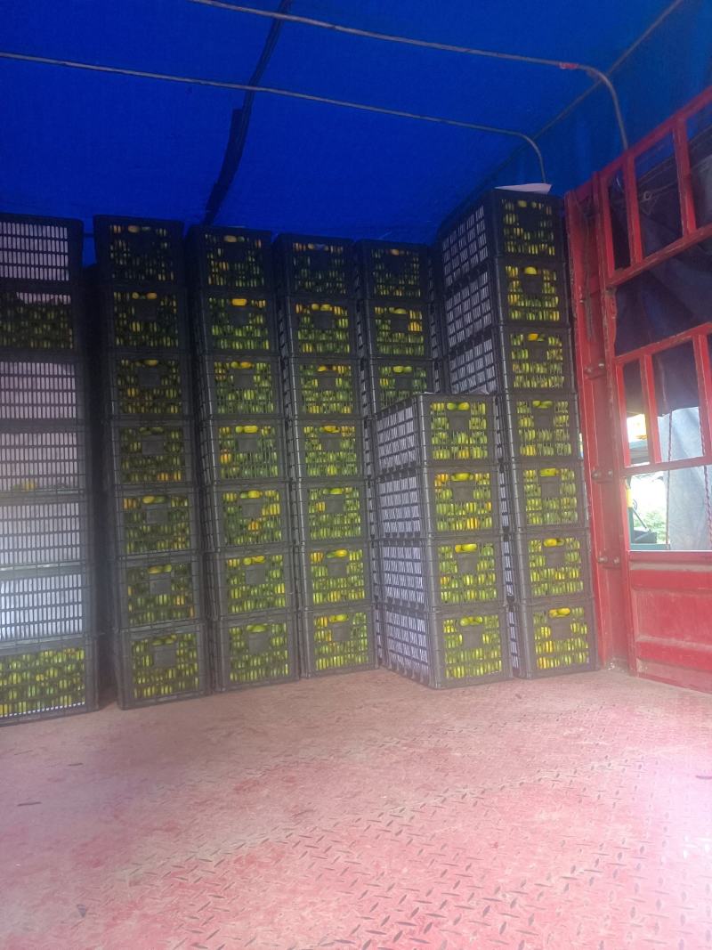 回龙圩特早蜜橘价格公道果园现摘保质保量可视频看货欢迎电联