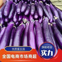 河南博爱广茄长茄紫棒茄对接电商超市加工厂市场各种规