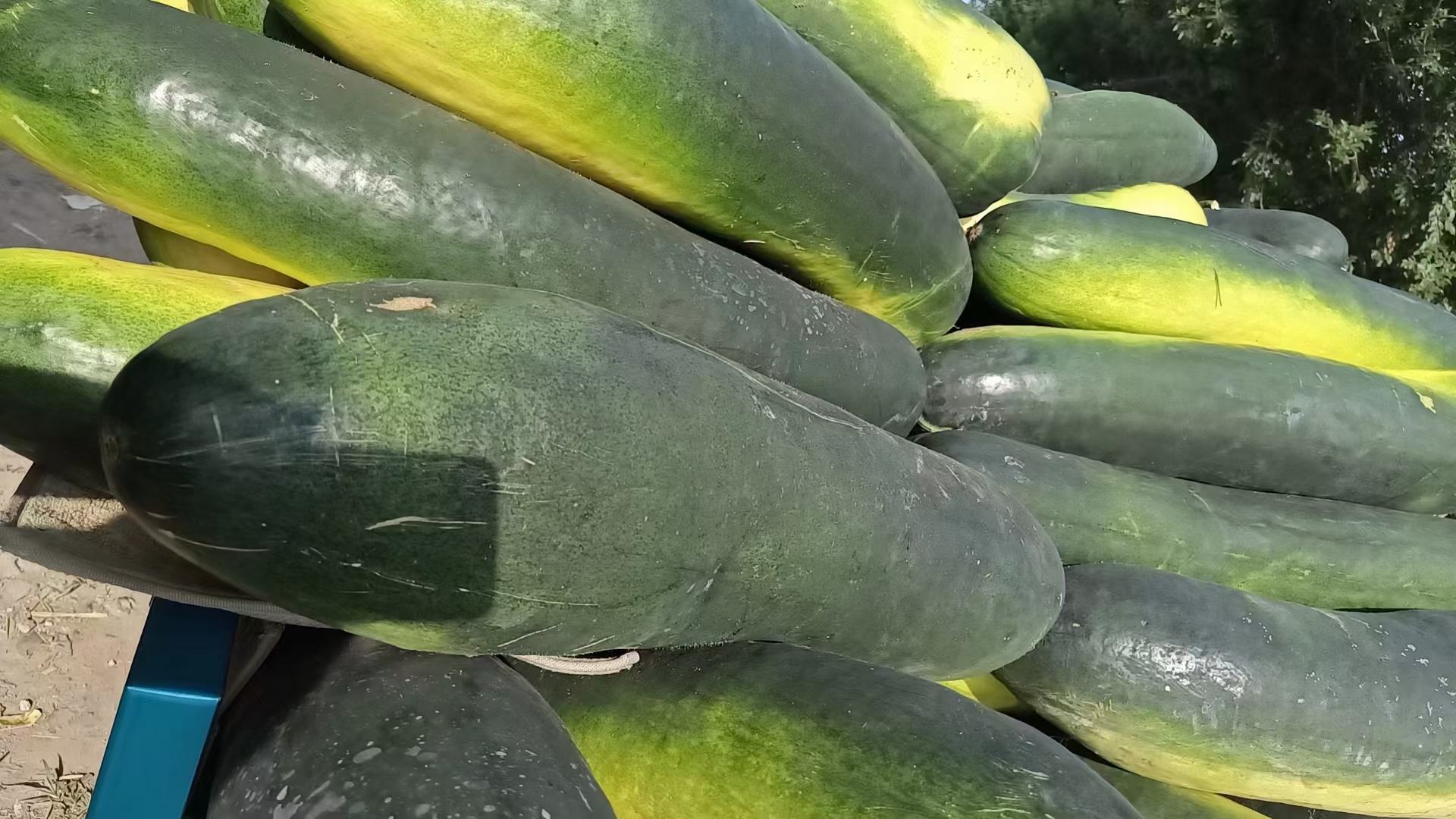 黑皮冬瓜植株常见病害对比图示