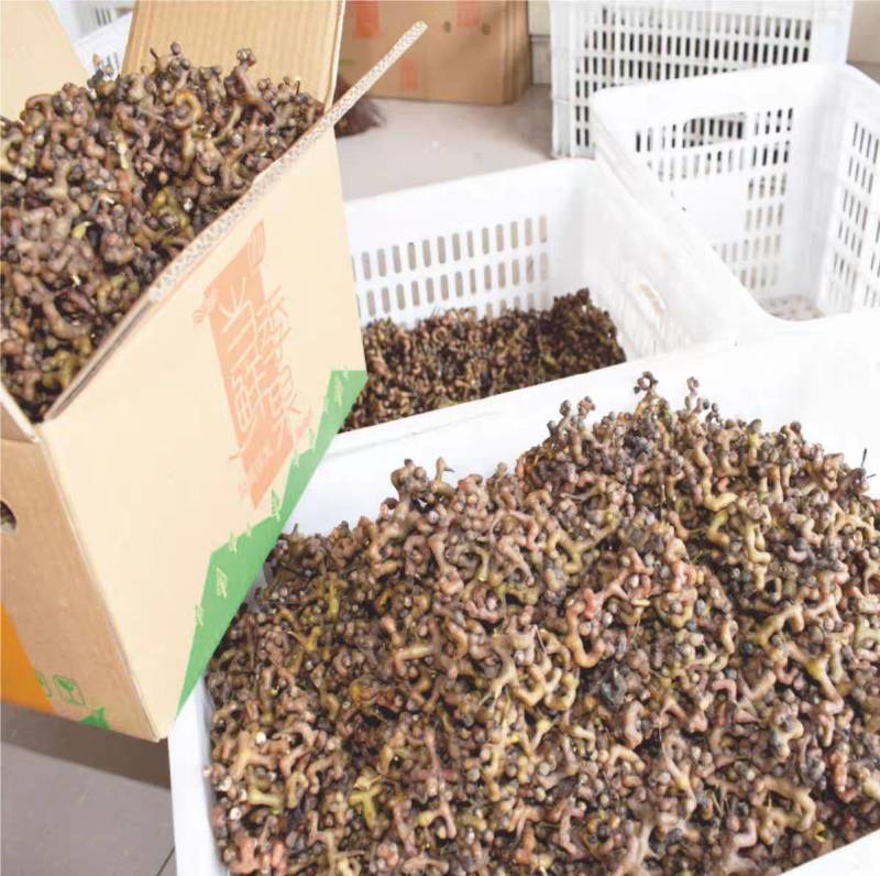 大别山鲜拐枣现摘现发另售干拐枣