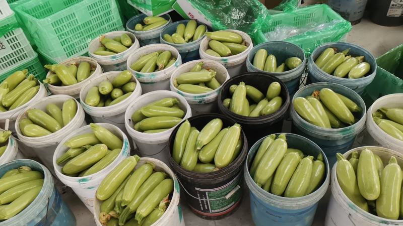 西葫芦山东西葫芦货源充足量大从优质量保证欢迎咨询