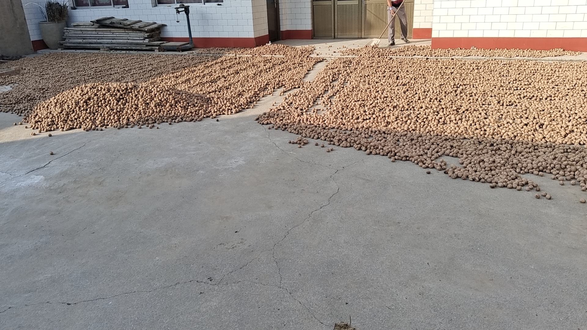 去皮后核桃的清洗与晾晒