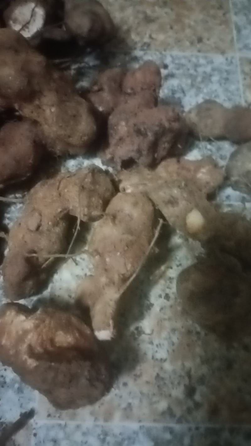 野生白肉土茯苓