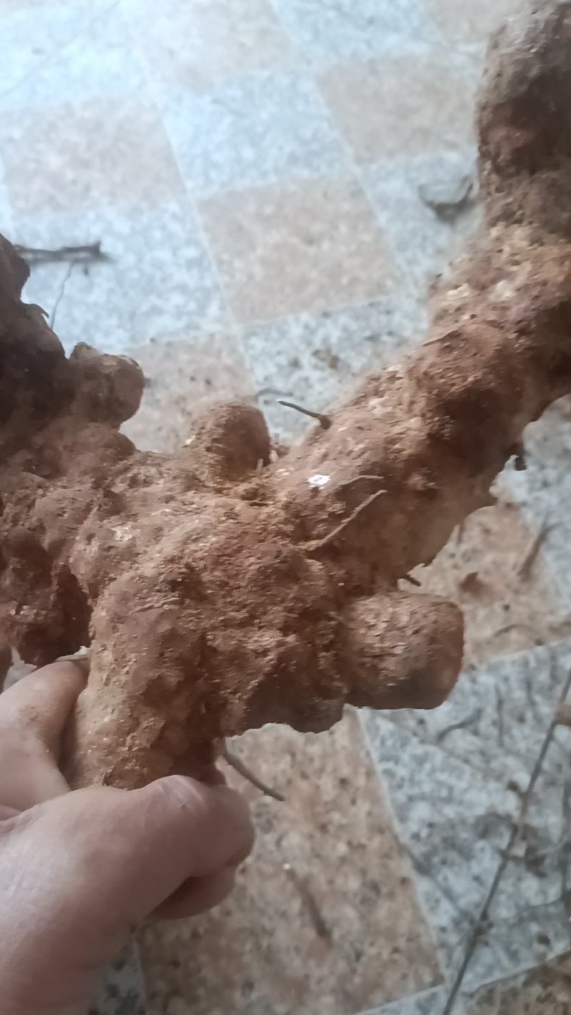野生白肉土茯苓