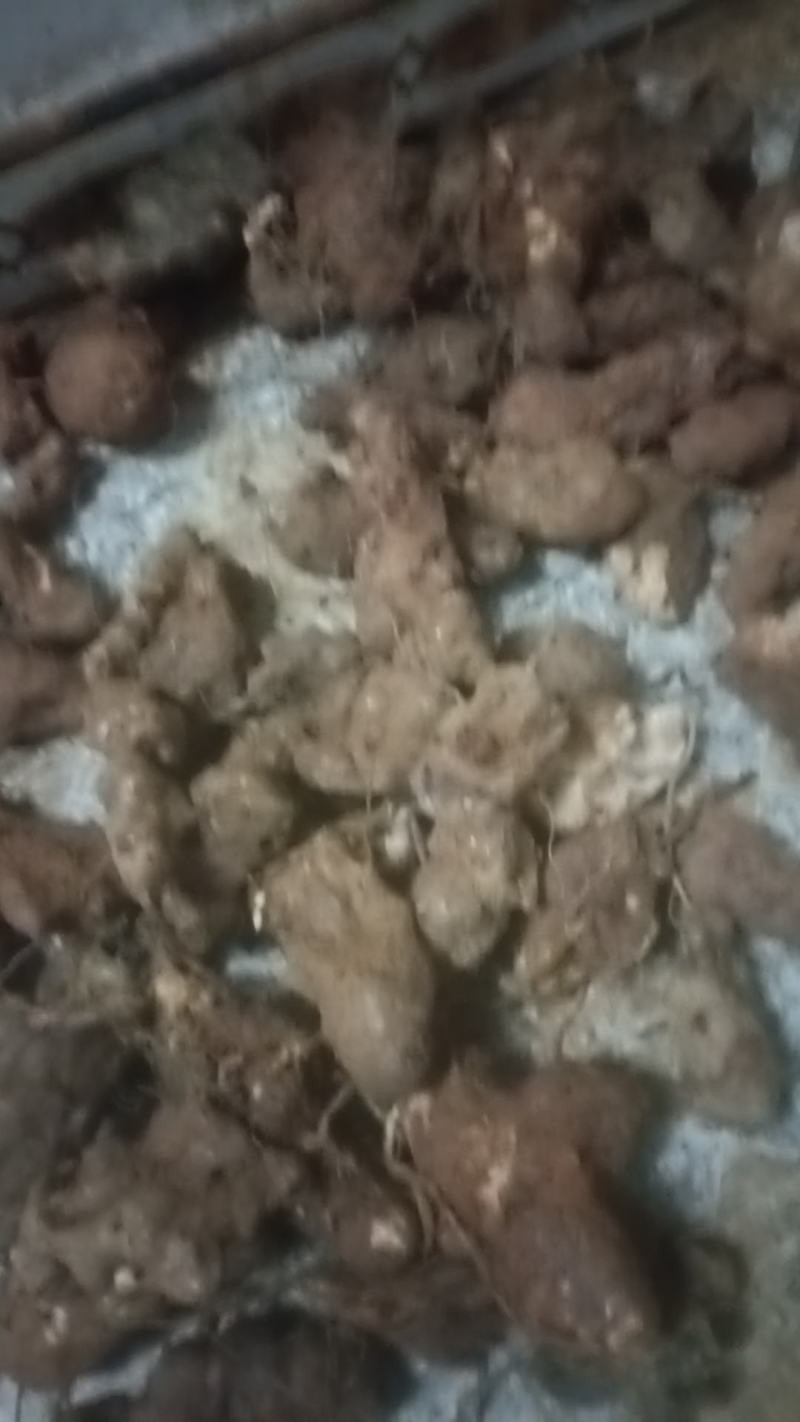 野生白肉土茯苓