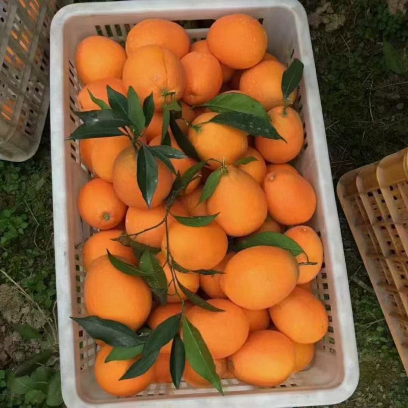 湖北秭归长虹脐橙果型椭圆带长型产地货量大果园看货以质论价