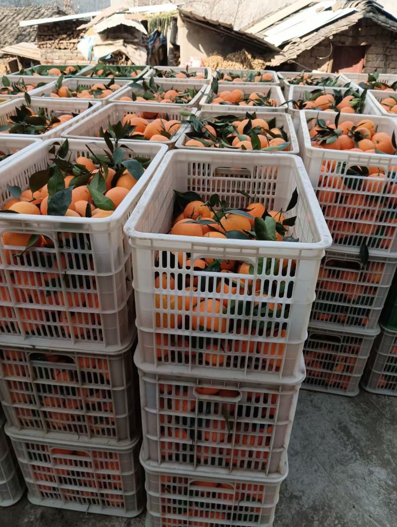 湖北秭归长虹脐橙果型椭圆带长型产地货量大果园看货以质论价
