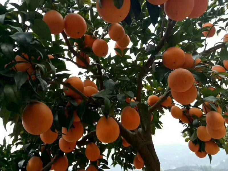 湖北秭归长虹脐橙果型椭圆带长型产地货量大果园看货以质论价